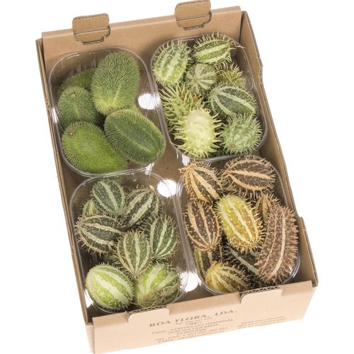 Cucumis mix  Kiste