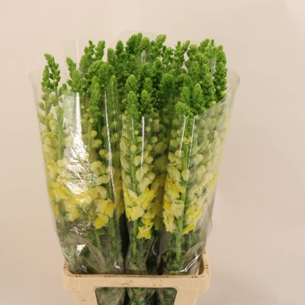 Löwenmaul gelb Potomac Yellow 80cm