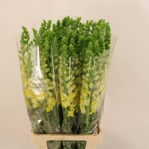 Löwenmaul gelb Potomac Yellow 80cm