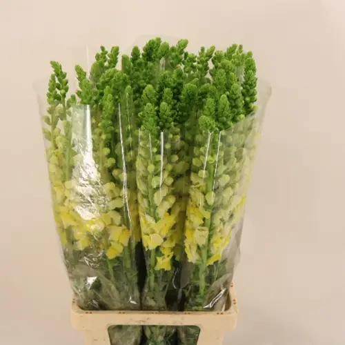 Löwenmaul gelb Potomac Yellow 80cm