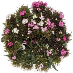 Bartnelke rosa/weiss Appleblossom 50cm