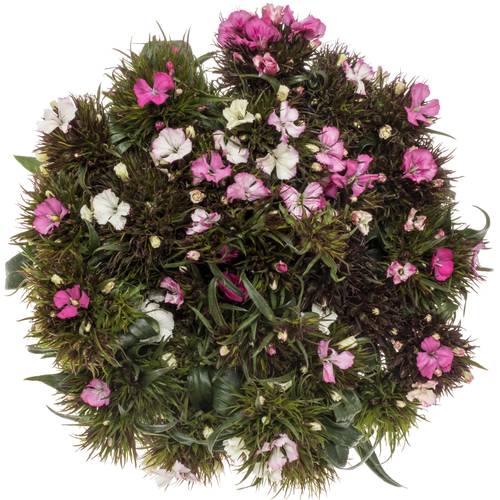 Bartnelke rosa/weiss Appleblossom 50cm