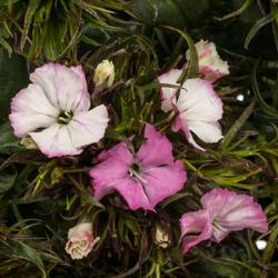 Bartnelke rosa/weiss Appleblossom 50cm