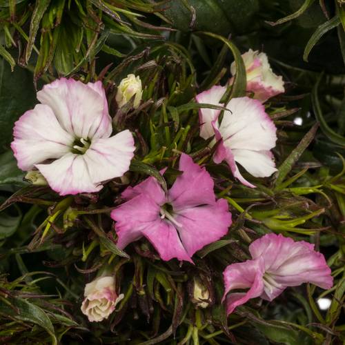 Bartnelke rosa/weiss Appleblossom 50cm