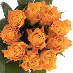 Rose orange Marie Claire 60cm