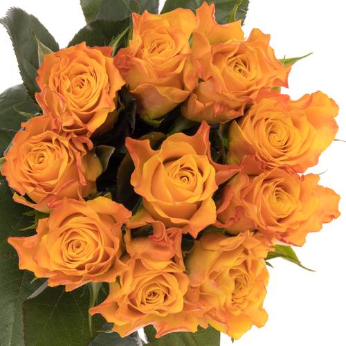 Rose orange Marie Claire 60cm