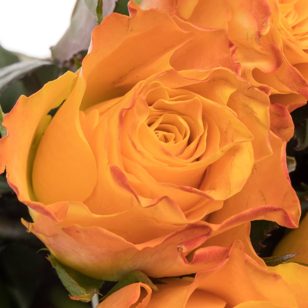 Rose orange Marie Claire 60cm