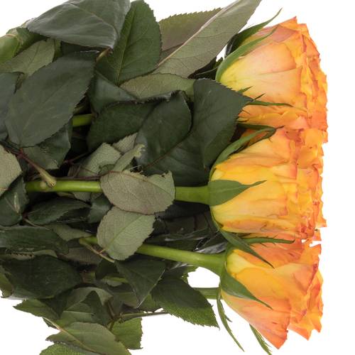 Rose orange Marie Claire 60cm