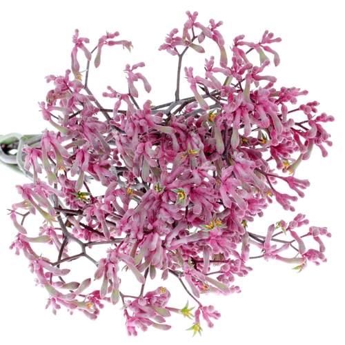 Kangeroo rosa Radiance 70cm
