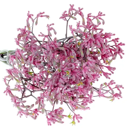 Kangeroo rosa Radiance 70cm