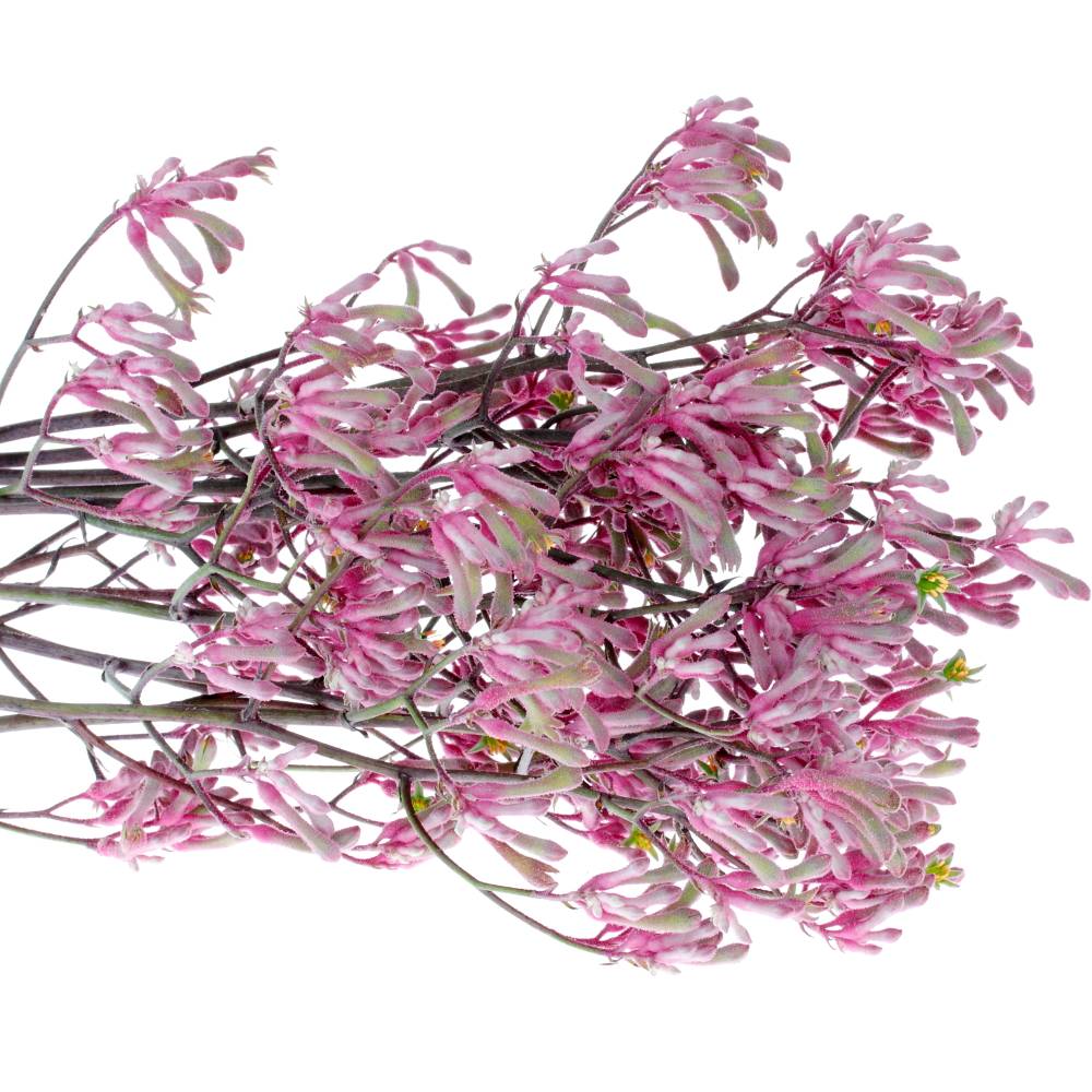 Kangeroo rosa Radiance 70cm
