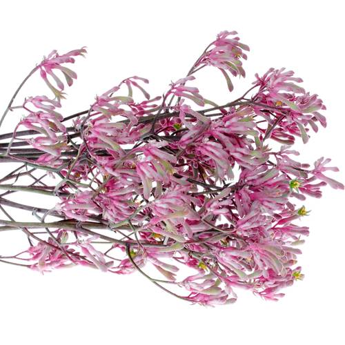 Kangeroo rosa Radiance 70cm