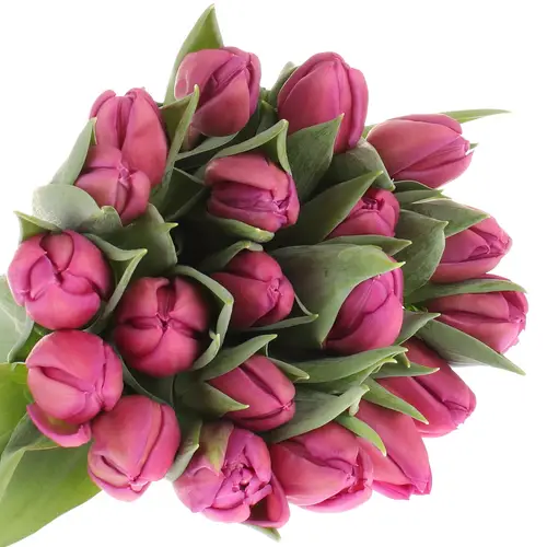 Tulpe lila doppel Respectable 36 Gram