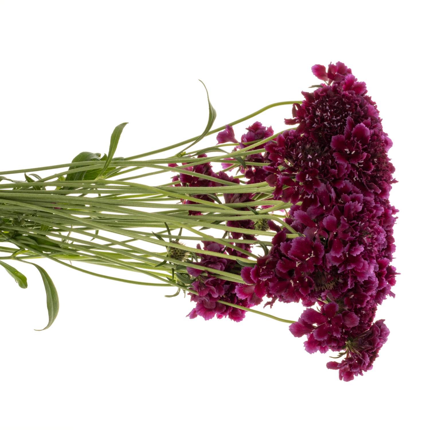 Scabiosa dunkel lila Red Velvet 50cm