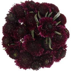 Scabiosa dunkel lila Red Velvet 55cm