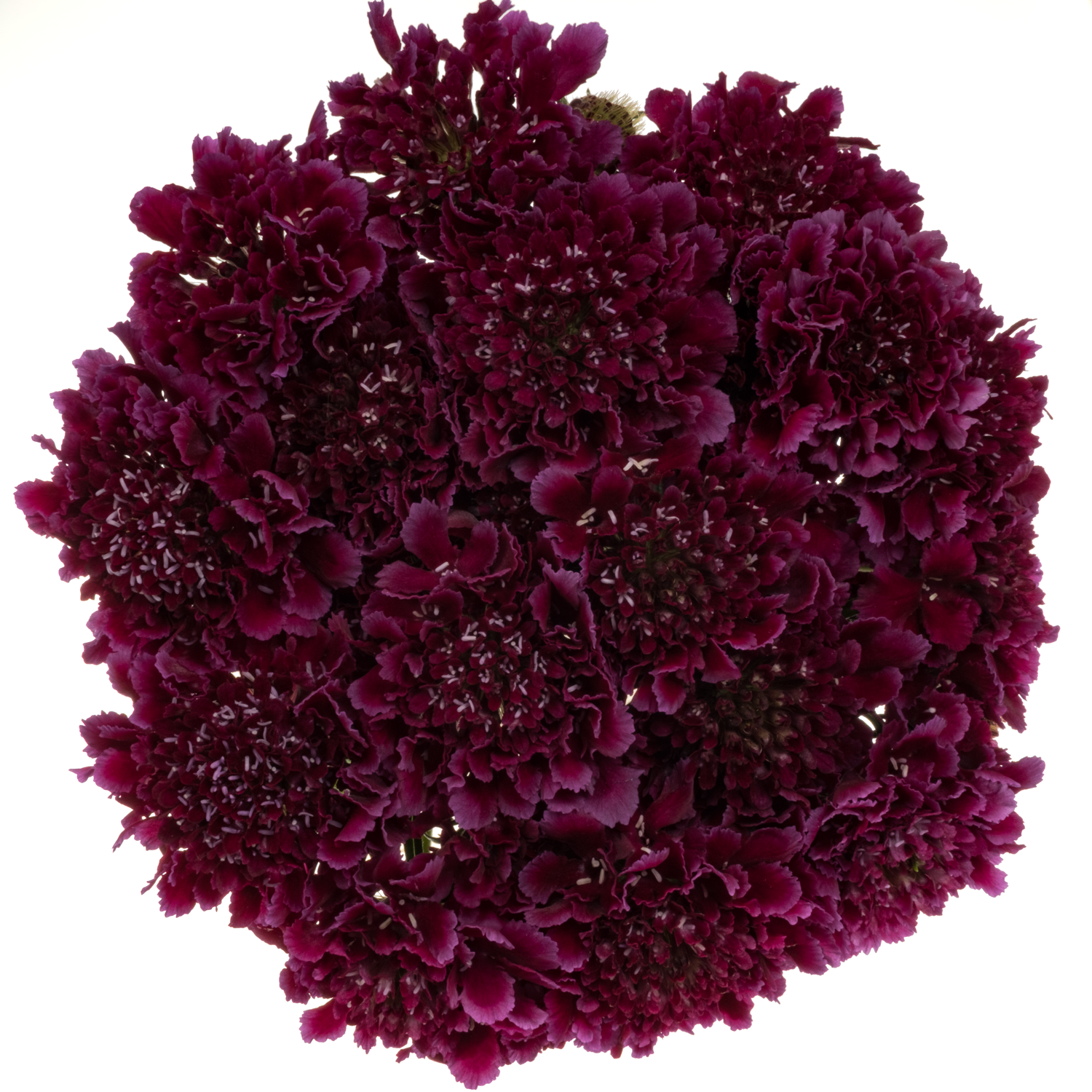 Scabiosa dunkel lila Red Velvet 50cm