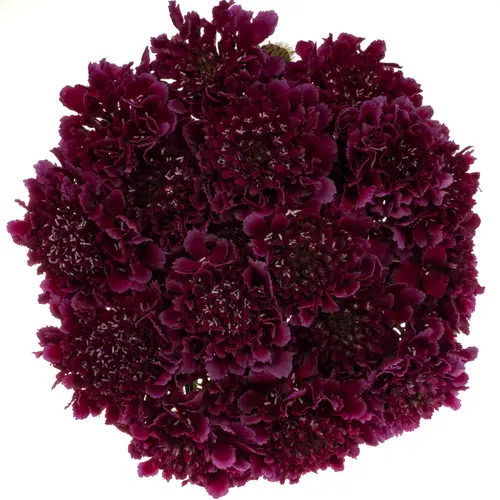 Scabiosa dunkel lila Red Velvet 50cm
