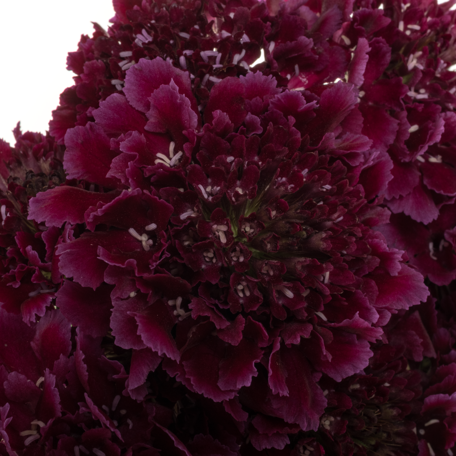Scabiosa dunkel lila Red Velvet 50cm