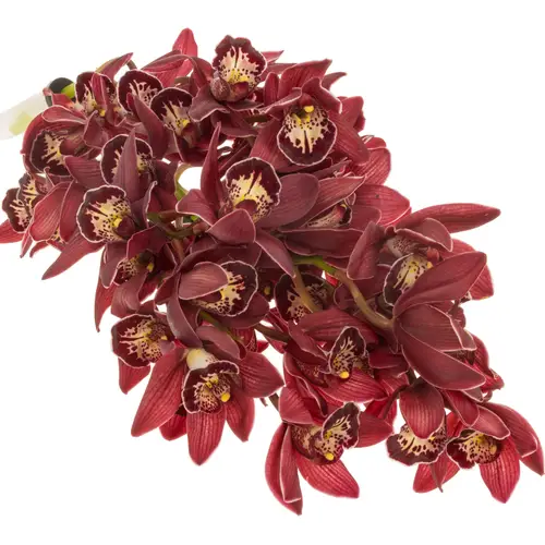 Mini Cymbidium rot Roy 30cm 5+Blüte