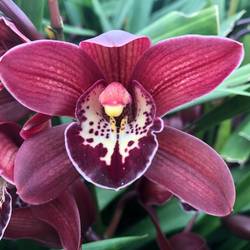 Mini Cymbidium rot Roy 30cm 5+Blüte