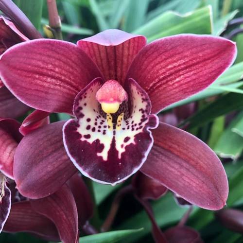 Mini Cymbidium rot Roy 30cm 5+Blüte