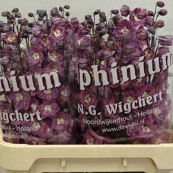 Delphinium lila Rita 80cm