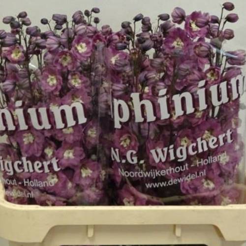 Delphinium lila Rita 80cm