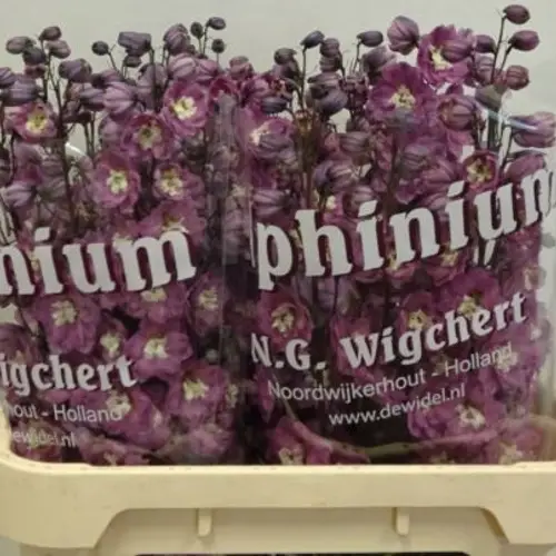 Delphinium lila Rita 80cm