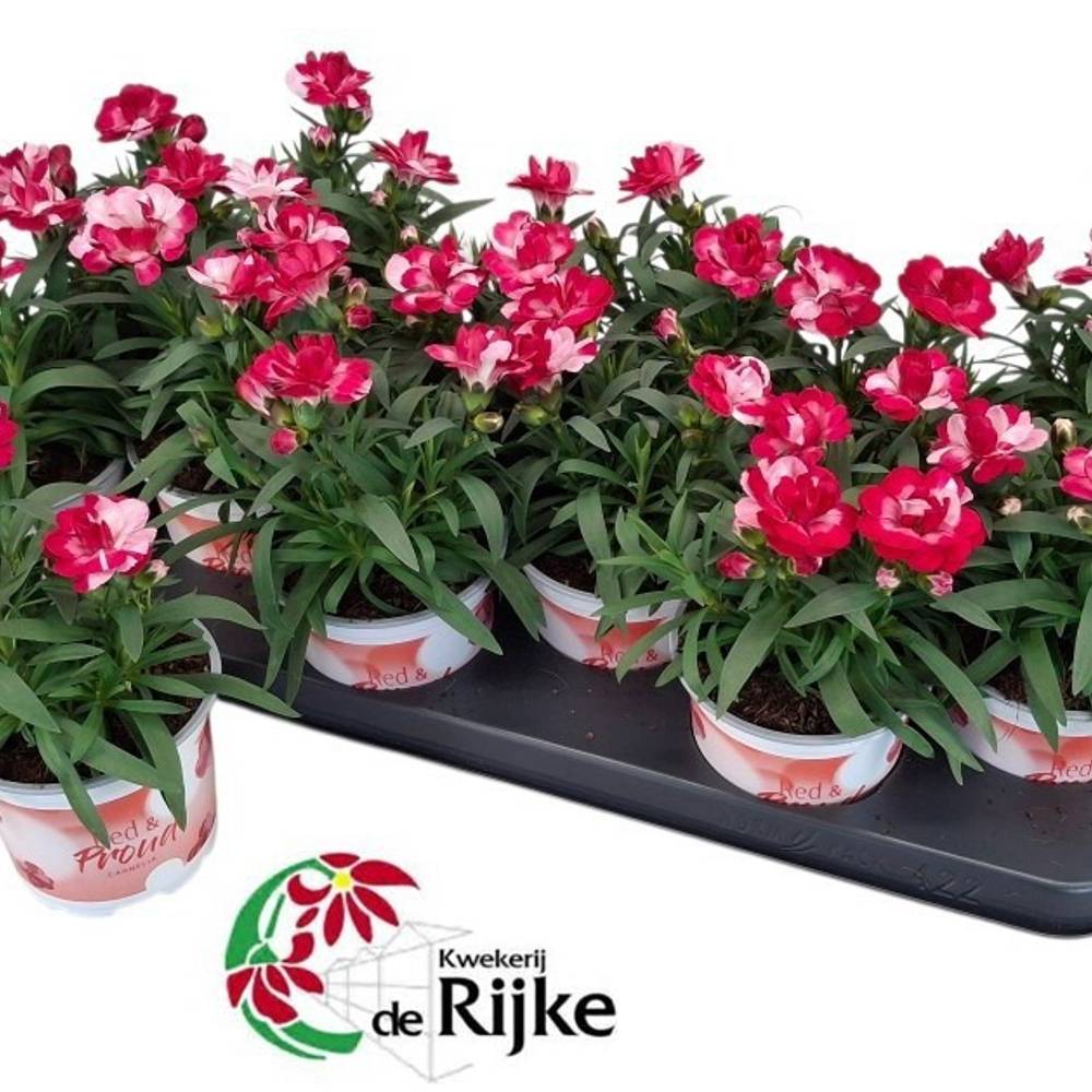 Dianthus rot/rosa T10 H020