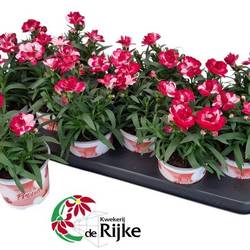 Dianthus rot/rosa T10 H020