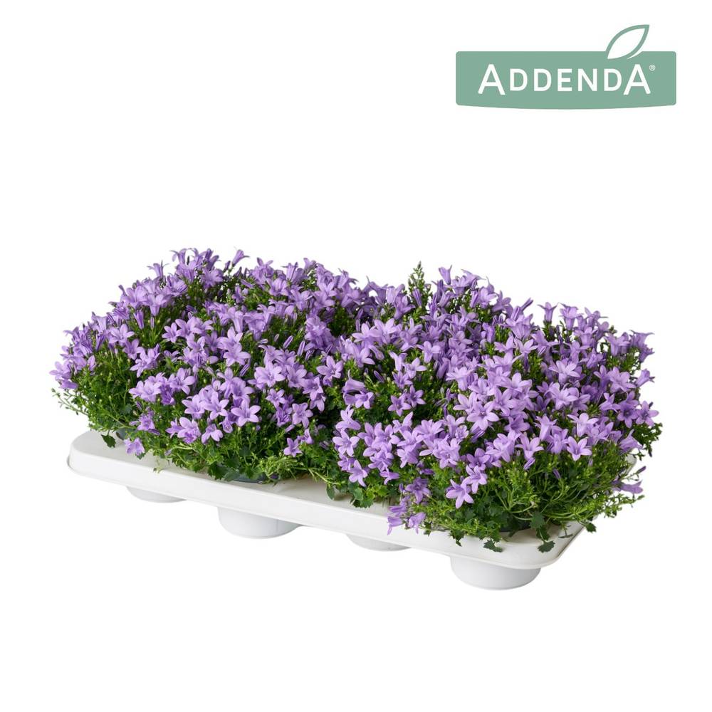 Campanula lila Ambella Lavender T12 H017