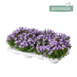 Campanula lila Ambella Lavender T12 H017