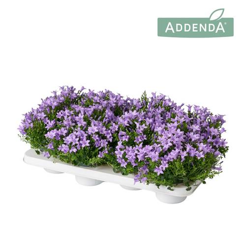 Campanula lila Ambella Lavender T12 H017