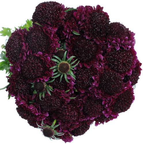 Scabiosa Red Velvet5