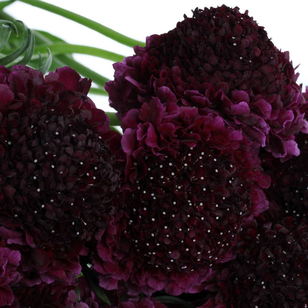 Scabiosa Red Velvet5