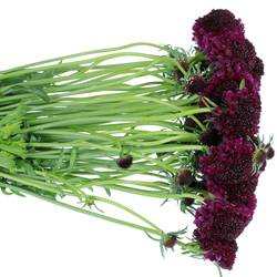 Scabiosa Red Velvet5