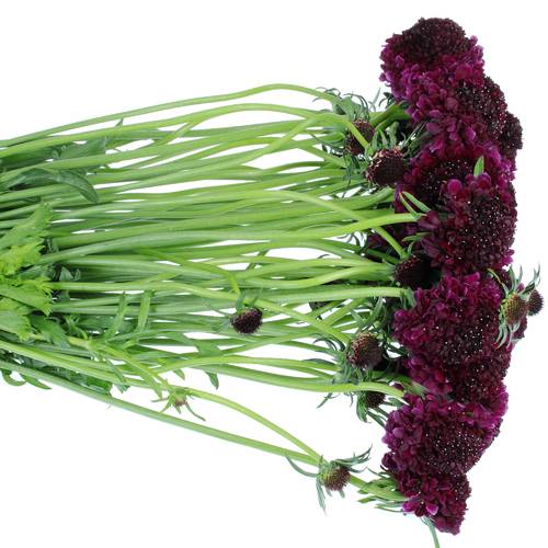Scabiosa Red Velvet5