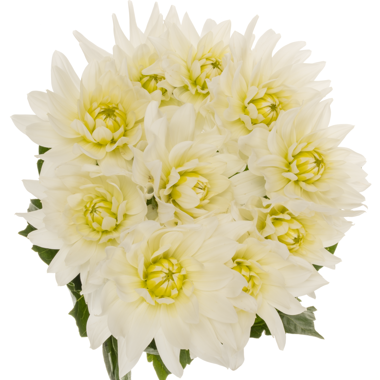 Dahlia creme Maarten Zwaan extra 60cm