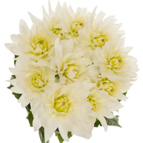 Dahlia creme Maarten Zwaan extra 60cm