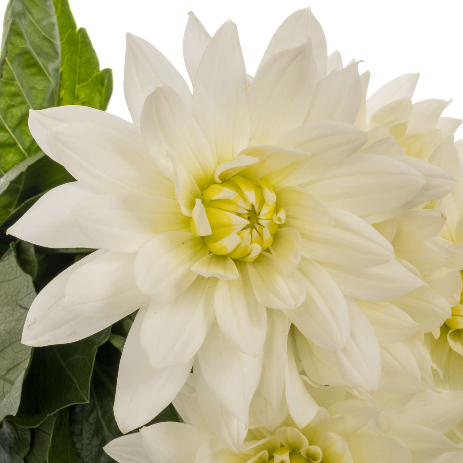Dahlia creme Maarten Zwaan extra 60cm