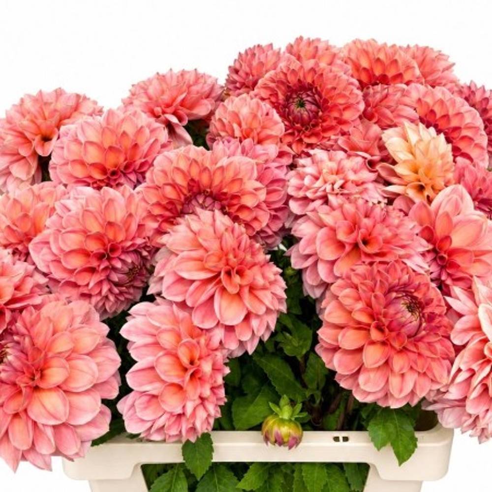 Dahlia apricot Romance 65cm