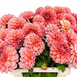 Dahlia apricot Romance 65cm