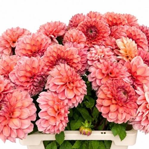 Dahlia apricot Romance 65cm