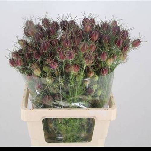 Nigella rot Bol 60cm pro stiel