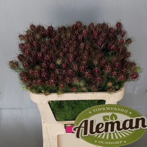Nigella rot Bol 60cm pro stiel