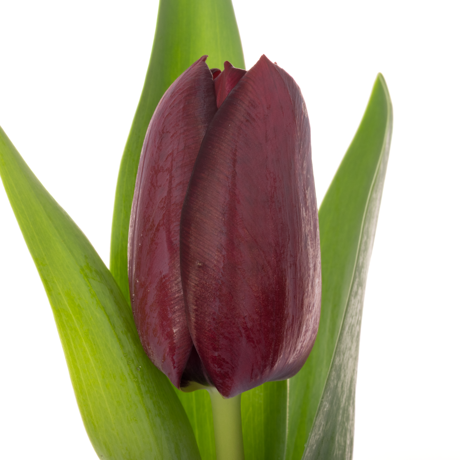 Tulpe Schwarz manba  32 Gramm