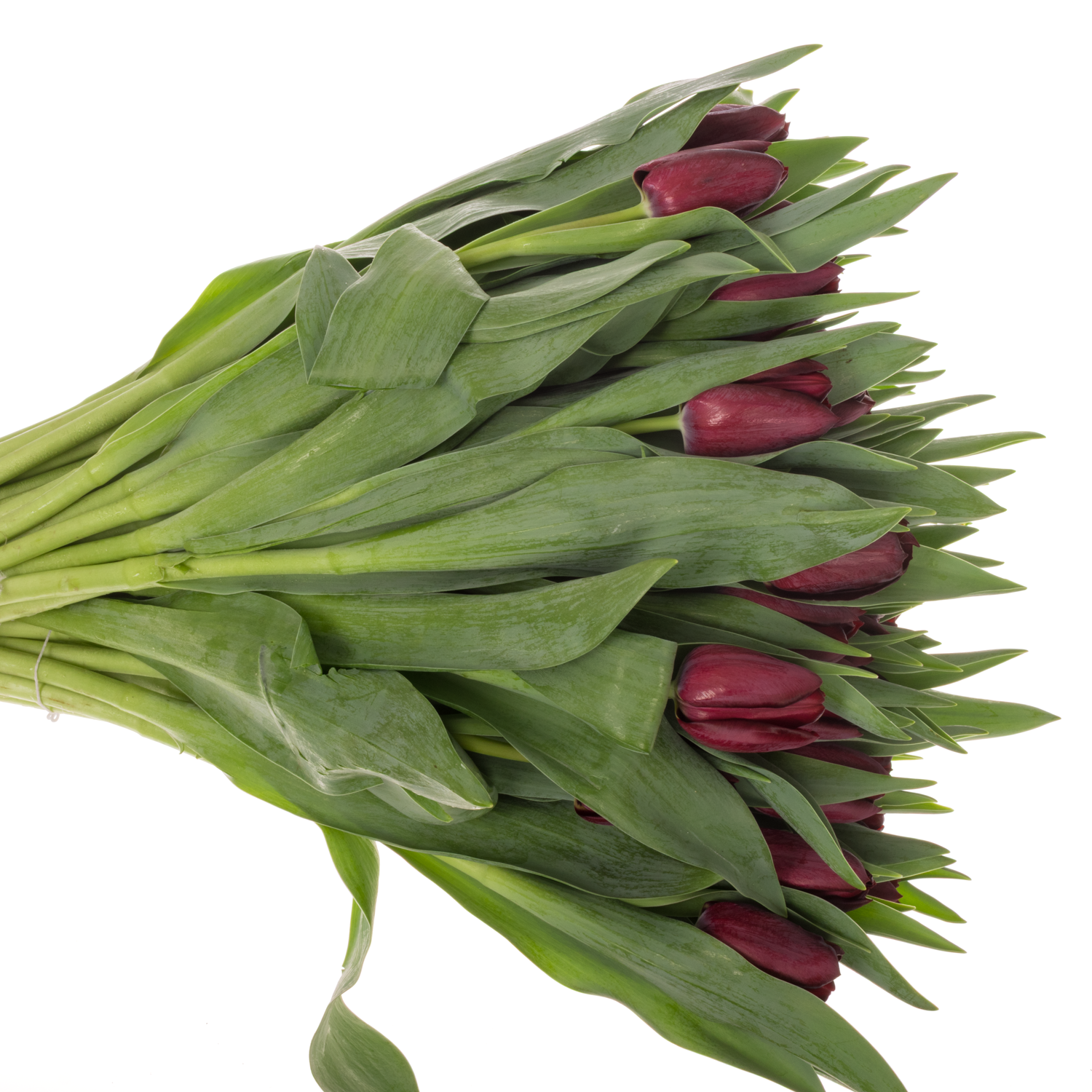 Tulpe Schwarz manba  32 Gramm