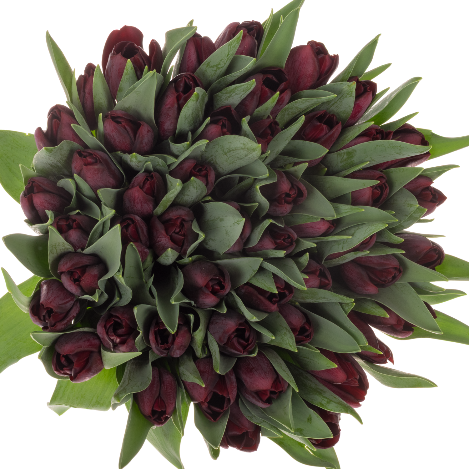 Tulpe Schwarz manba  32 Gramm