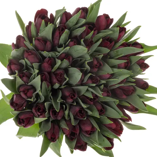 Tulpe Schwarz manba  32 Gramm