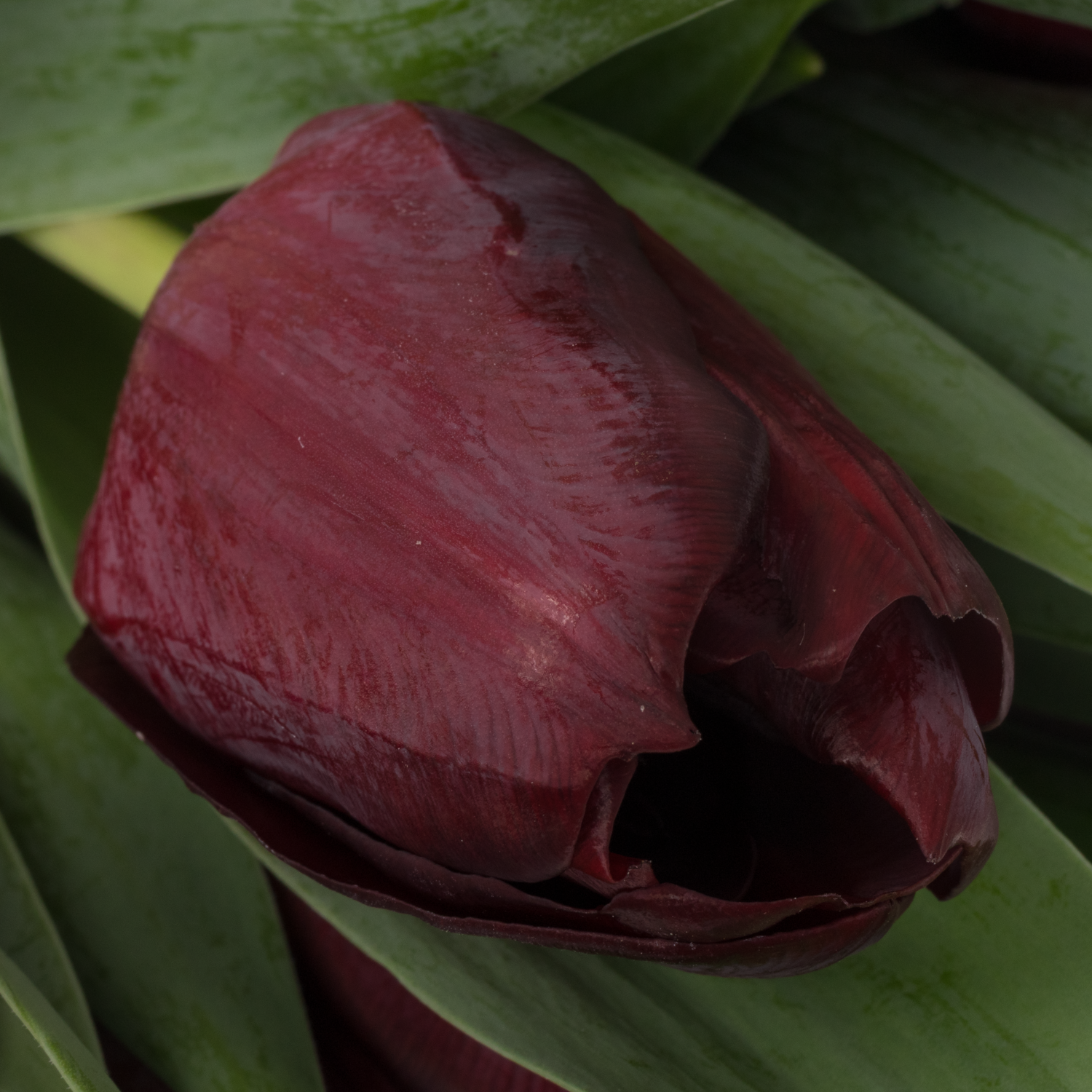 Tulpe Schwarz manba  32 Gramm